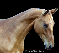 Photo of Akhal-Teke Merdjen