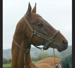 Photo of Akhal-Teke 1249 Osman (F)