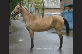 Photo of Akhal-Teke Azgul