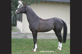Photo of Akhal-Teke Ardon 3