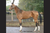 Photo of Akhal-Teke Airma