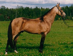 Photo of Akhal-Teke Goral