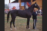 Photo of Akhal-Teke Garayusup
