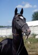 Photo of Akhal-Teke Azan