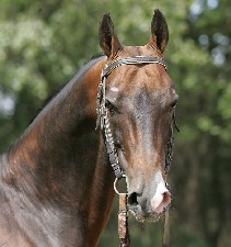 Akhal Tekes