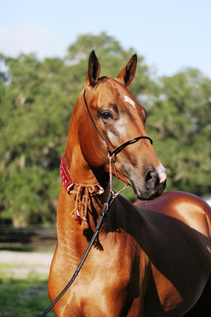 Photo by Cookie Originals. Orion of KaraKum Stud.