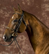 Photo of Akhal-Teke Orion