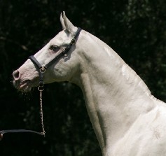 Photo of Akhal-Teke Agilas