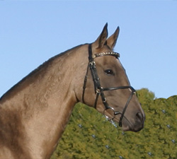 Photo of Akhal-Teke Aisona