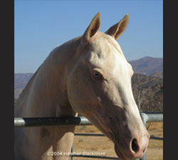 Photo of Akhal-Teke Asman