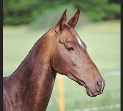 Photo of Akhal-Teke Parikhan (F)