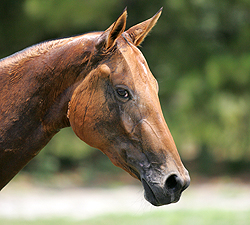 Photo of Akhal-Teke Maya