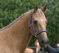 Photo of Akhal-Teke 2916 Raketa (F)