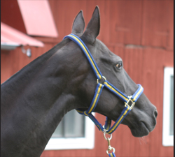 Photo of Akhal-Teke 2889 Pantera (F)