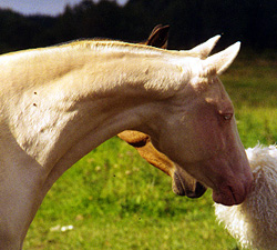 Photo of Akhal-Teke Yasemine