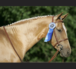 Photo of Akhal-Teke Astra