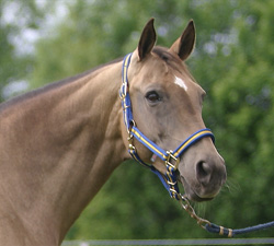 Photo of Akhal-Teke 2563 Alma 11 (F)