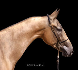 Photo of Akhal-Teke Rosanna - For Sale