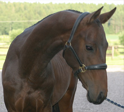 Photo of Akhal-Teke Geldy