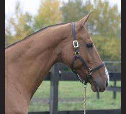 Photo of Akhal-Teke 2854 Molva 16 (F)