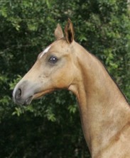 Photo of Akhal-Teke Artist