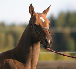 Photo of Akhal-Teke Pazilla