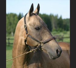 Photo of Akhal-Teke 1127 Almaz (F)