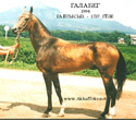 Photo of Akhal-Teke Galabeg