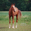 Photo of Akhal-Teke Guldenze