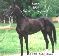 Photo of Akhal-Teke Pani