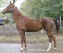 Photo of Akhal-Teke Platina