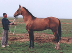 Photo of Akhal-Teke Dialog