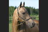 Photo of Akhal-Teke Almaz