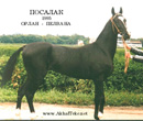 Photo of Akhal-Teke Posalak