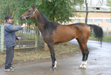 Photo of Akhal-Teke Pelen