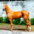 Photo of Akhal-Teke Yazpolad