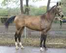 Photo of Akhal-Teke Margaritka