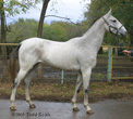 Photo of Akhal-Teke Prokhlada