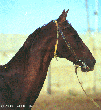 Photo of Akhal-Teke Djenali