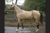 Photo of Akhal-Teke Asilgul