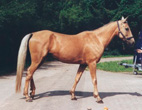 Photo of Akhal-Teke Raketa