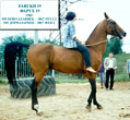 Photo of Akhal-Teke Farukh 19