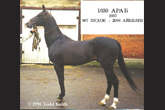 Photo of Akhal-Teke 1030 ARAB