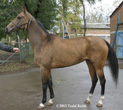 Photo of Akhal-Teke Melegozel