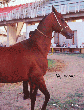 Photo of Akhal-Teke Keramatly