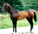 Photo of Akhal-Teke Mangit