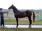 Photo of Akhal-Teke Orlan