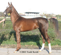 Photo of Akhal-Teke Oglan