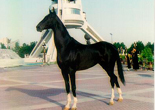 Photo of Akhal-Teke Bitaraplik (Germes)