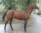 Photo of Akhal-Teke Rugiya